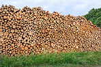 Woodpile - Lumber Industry