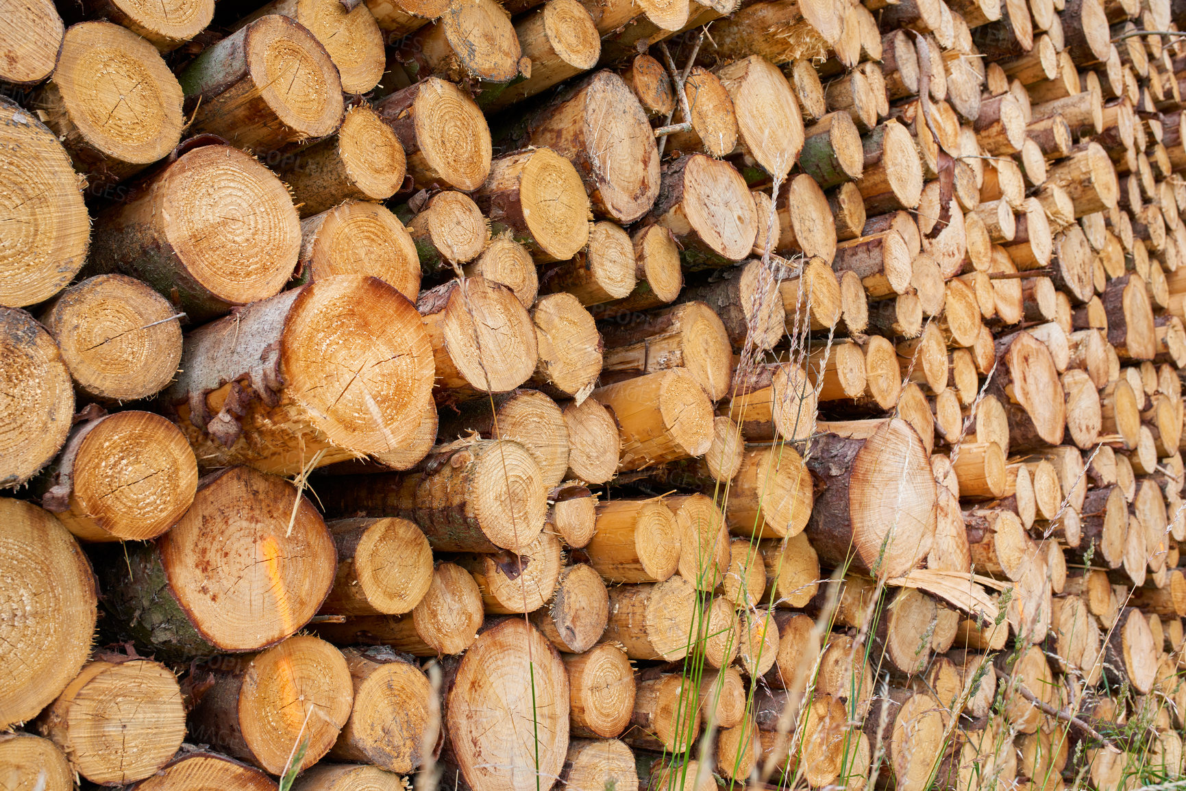 Buy stock photo Lumber, wood and environmental with stack of log in nature for fuel, deforestation and timber sawmill. Trees, climate change and habitat loss with pile of firewood for pattern, lumberjack or industry