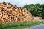 Woodpile - Lumber Industry