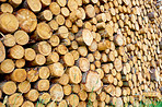 Woodpile - Lumber Industry