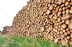 Woodpile - Lumber Industry