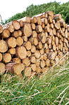 Woodpile - Lumber Industry