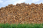 Woodpile - Lumber Industry