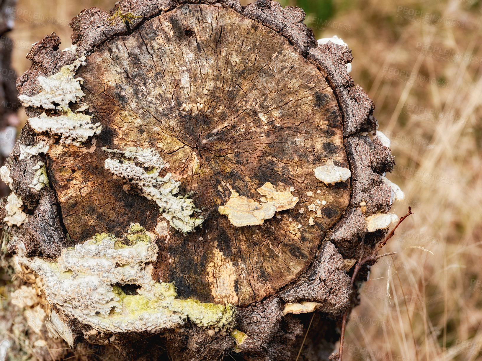 Buy stock photo Woodpiles in nature