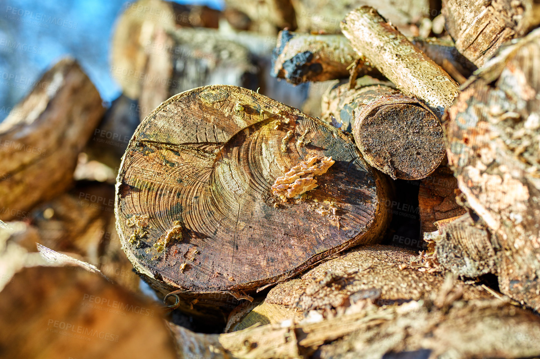 Buy stock photo Woodpiles in nature