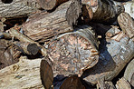 Woodpile