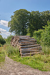 Hardwood forest - Denmark