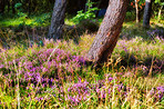 Blooming heather