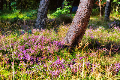 Buy stock photo Heather growing in a wild forest. Beautiful landscape of purple flowers flourishing in grass under a tree in nature. Scenic view of lush green vegetation in an uncultivated environment
