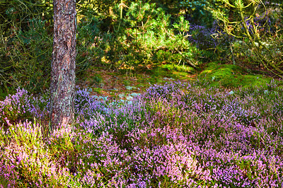 Buy stock photo Colorful forest meadow with purple flowers and pine trees in rural countryside. Lush green field with various flowering bushes. Overgrown wild shrubs growing in nature with copy space