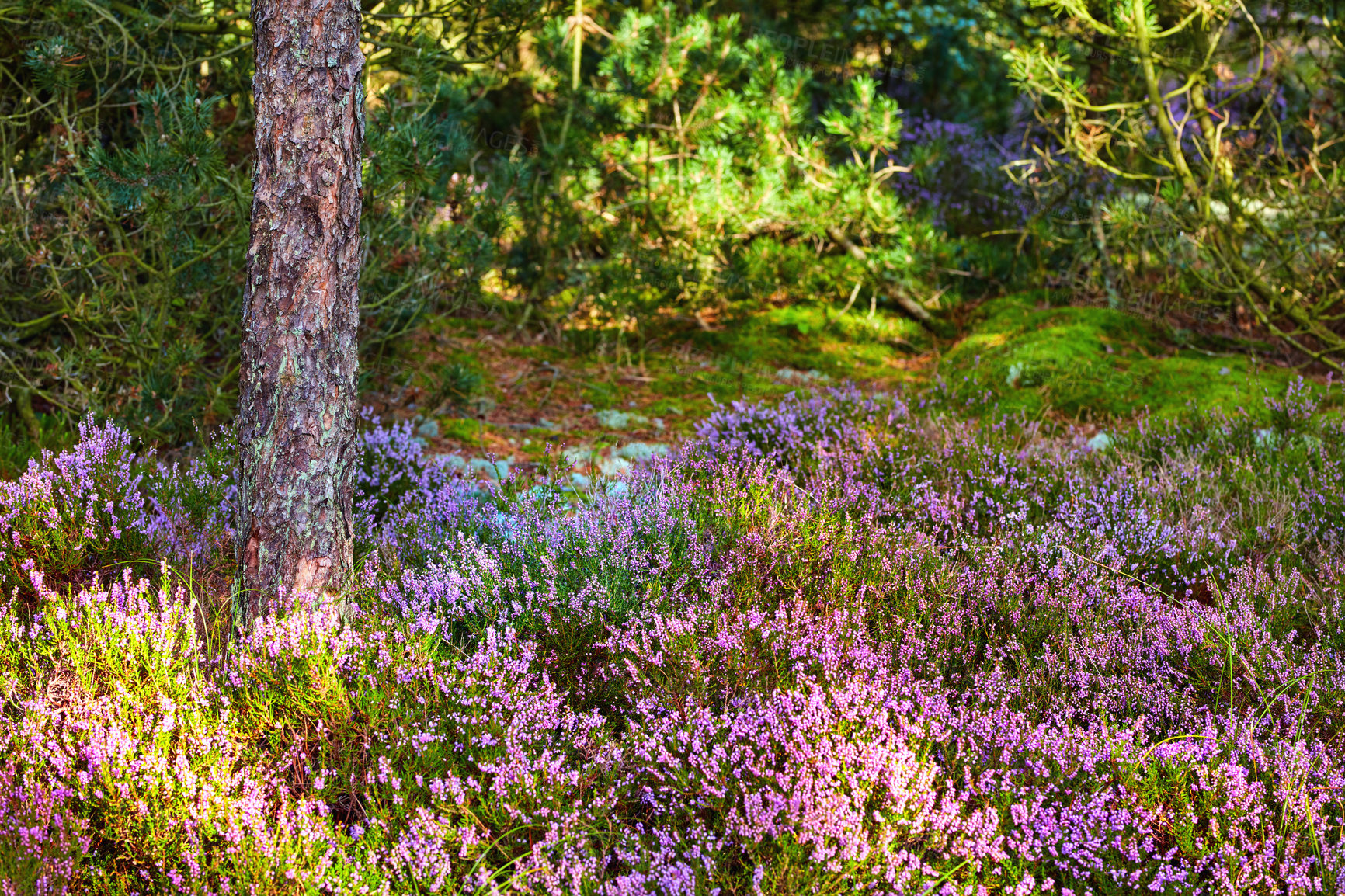 Buy stock photo Colorful forest meadow with purple flowers and pine trees in rural countryside. Lush green field with various flowering bushes. Overgrown wild shrubs growing in nature with copy space