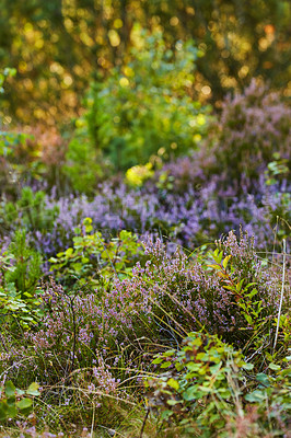 Buy stock photo Beautiful lush green forest in springtime, wild lavender growing with nature in harmony and copyspace. Tranquil summer morning with a view of zen, quiet jungle. Soothing colorful nature and fresh air