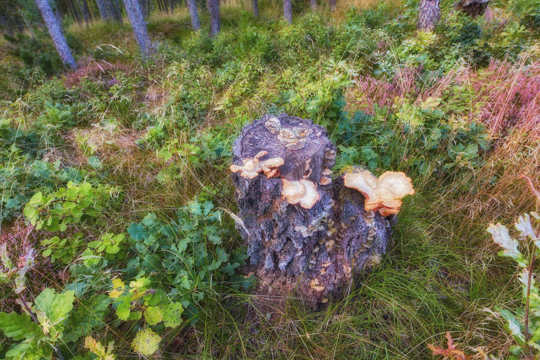 Buy stock photo Above view of wild mushrooms covering beech tree stump in remote forest, meadow, countryside. Damp fungal growth in deforested woods with lush grass in quiet, serene, tranquil, calm Norway landscape