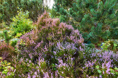 Buy stock photo Heather growing in a wild forest. Beautiful landscape of purple flowers flourishing nature surrounded by pine trees. Scenic view of lush green foliage vegetation in an uncultivated environment