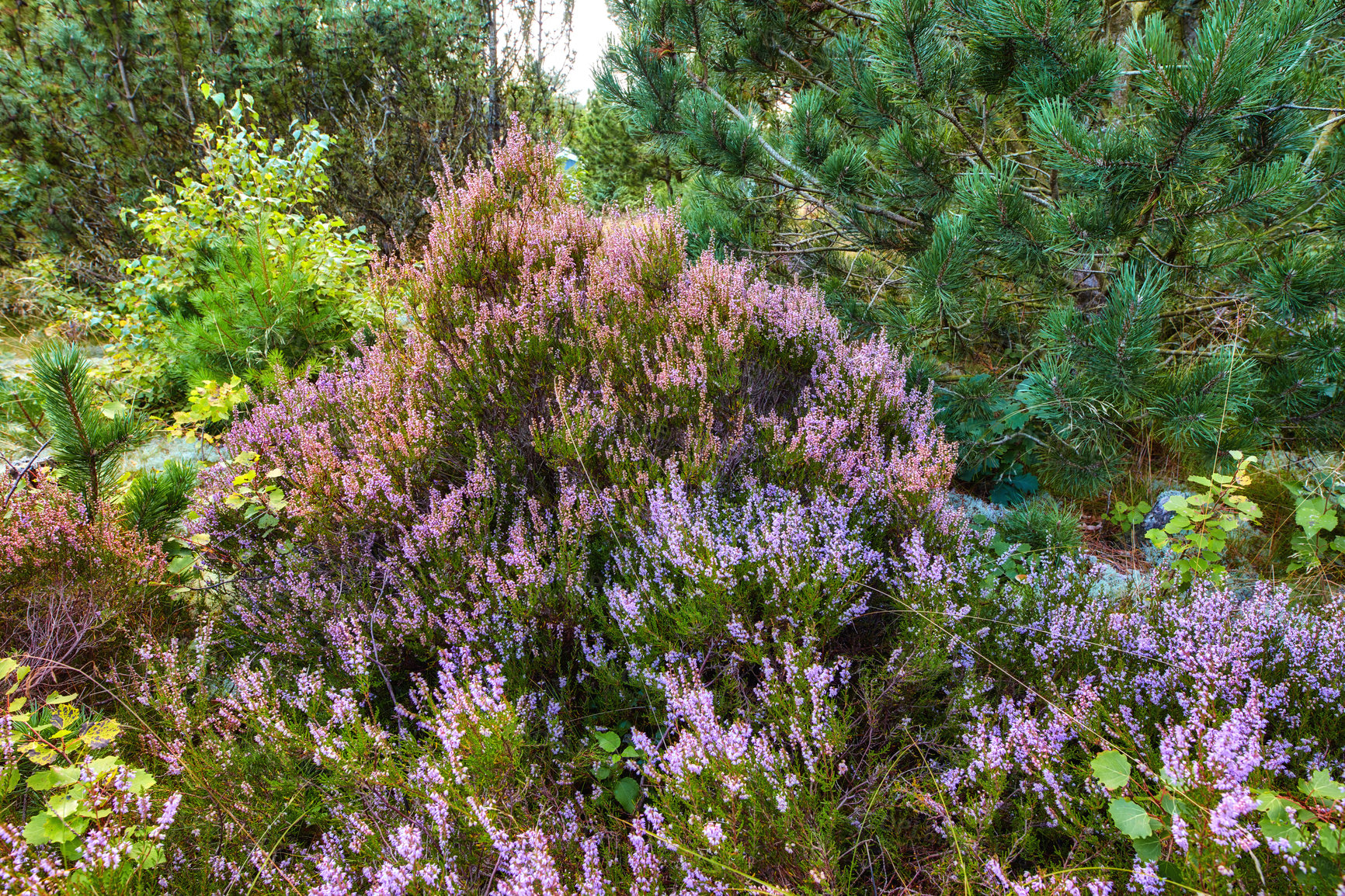 Buy stock photo Heather growing in a wild forest. Beautiful landscape of purple flowers flourishing nature surrounded by pine trees. Scenic view of lush green foliage vegetation in an uncultivated environment