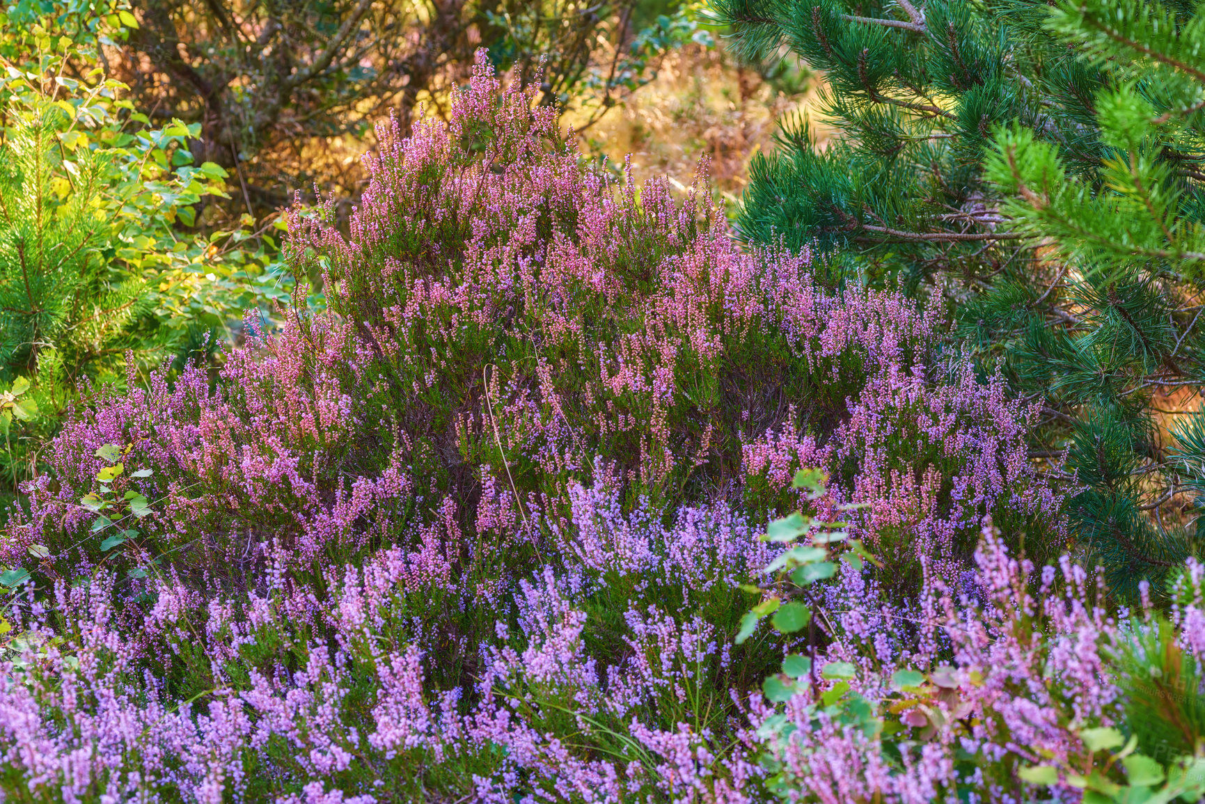 Buy stock photo Purple colorful blooming heathers growing in a forest meadow with Pine trees and peaceful fresh air in countryside. Lush field with many flowering bushes, mixing organic colors from change of season 
