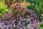 Blooming heather