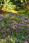 Blooming heather