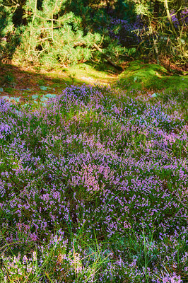 Buy stock photo Colorful blooming heather growing in a forest meadow with pine trees in rural countryside. Lush green field with various flowering bushes. Overgrown wild shrubs growing in nature with copy space