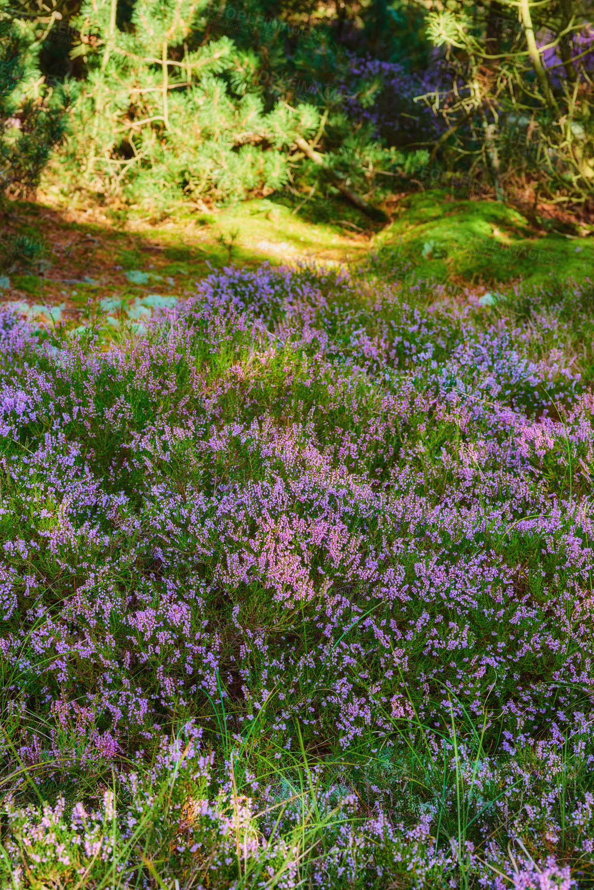 Buy stock photo Colorful blooming heather growing in a forest meadow with pine trees in rural countryside. Lush green field with various flowering bushes. Overgrown wild shrubs growing in nature with copy space