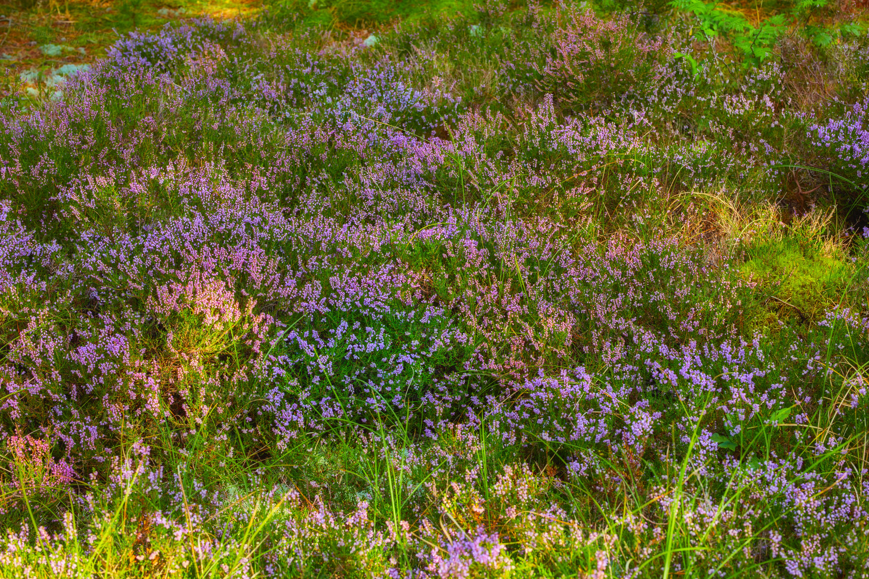 Buy stock photo Blooming heather growing in a wild forest. Beautiful landscape of purple flowers flourishing in grass in nature. Scenic view of lush green vegetation in an uncultivated environment during spring