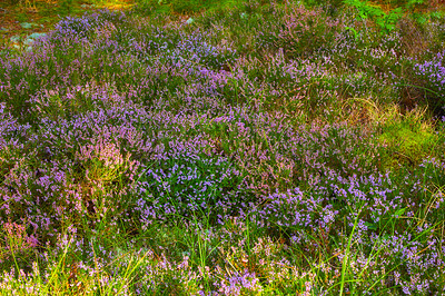 Buy stock photo Blooming heather growing in a wild forest. Beautiful landscape of purple flowers flourishing in grass in nature. Scenic view of lush green vegetation in an uncultivated environment during spring