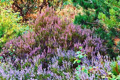 Buy stock photo Heather growing in a wild forest. Beautiful landscape of purple flower flourishing in nature surrounded by pine trees. Scenic view of lush foliage vegetation in an uncultivated environment in Denmark