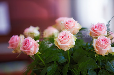 Buy stock photo Closeup of bouquet of pink roses, nature and leaves with flowers, gift and celebration with romance or friendship. Plant, botanical and love with symbol of affection, natural and floral with blossom