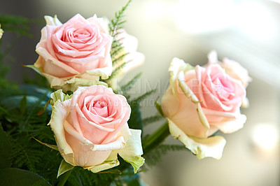 Buy stock photo Closeup of bouquet of pink roses, nature and flowers with botany, gift and celebration with romance or friendship. Plant, botanical and love with symbol of affection, natural and floral with blossom