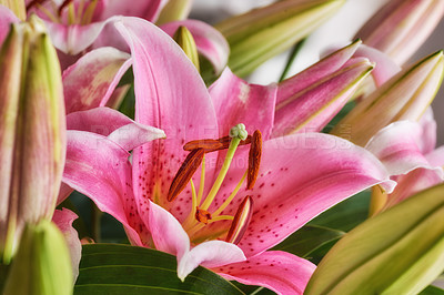 Buy stock photo Bouquet with different kind of flowers