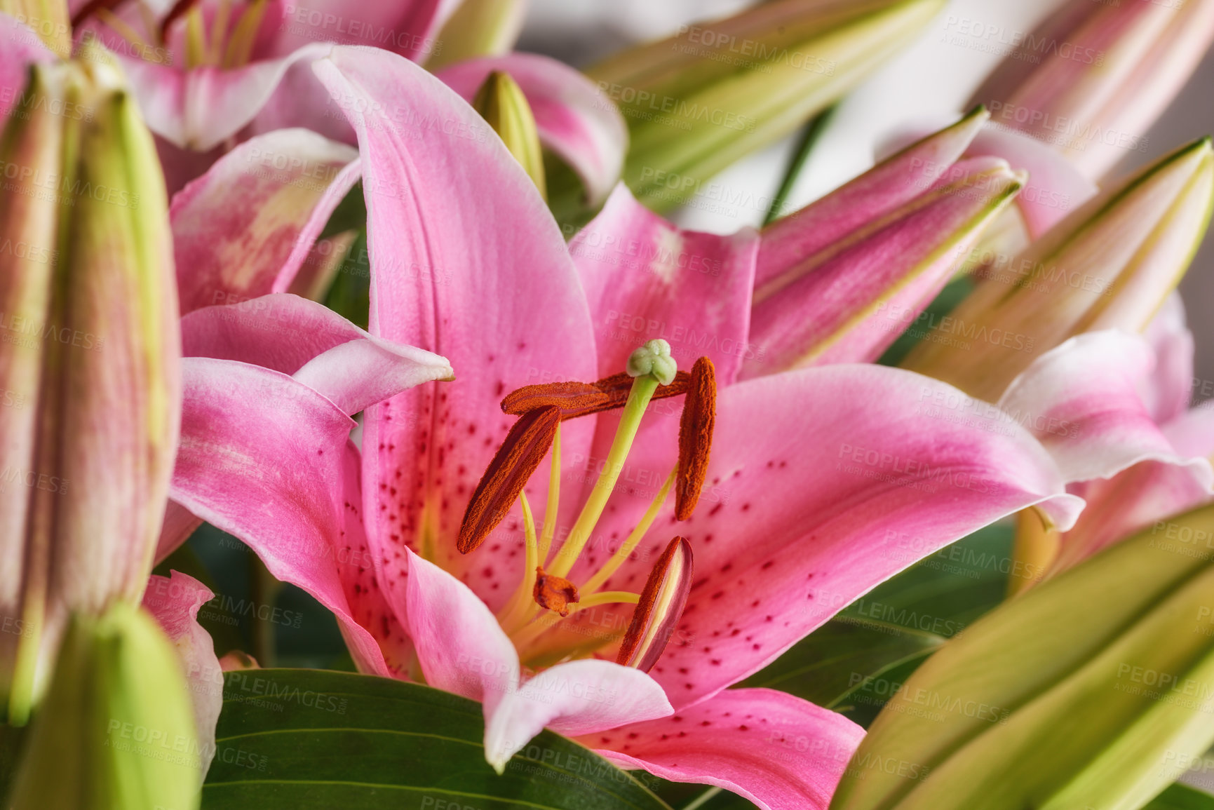 Buy stock photo Bouquet with different kind of flowers