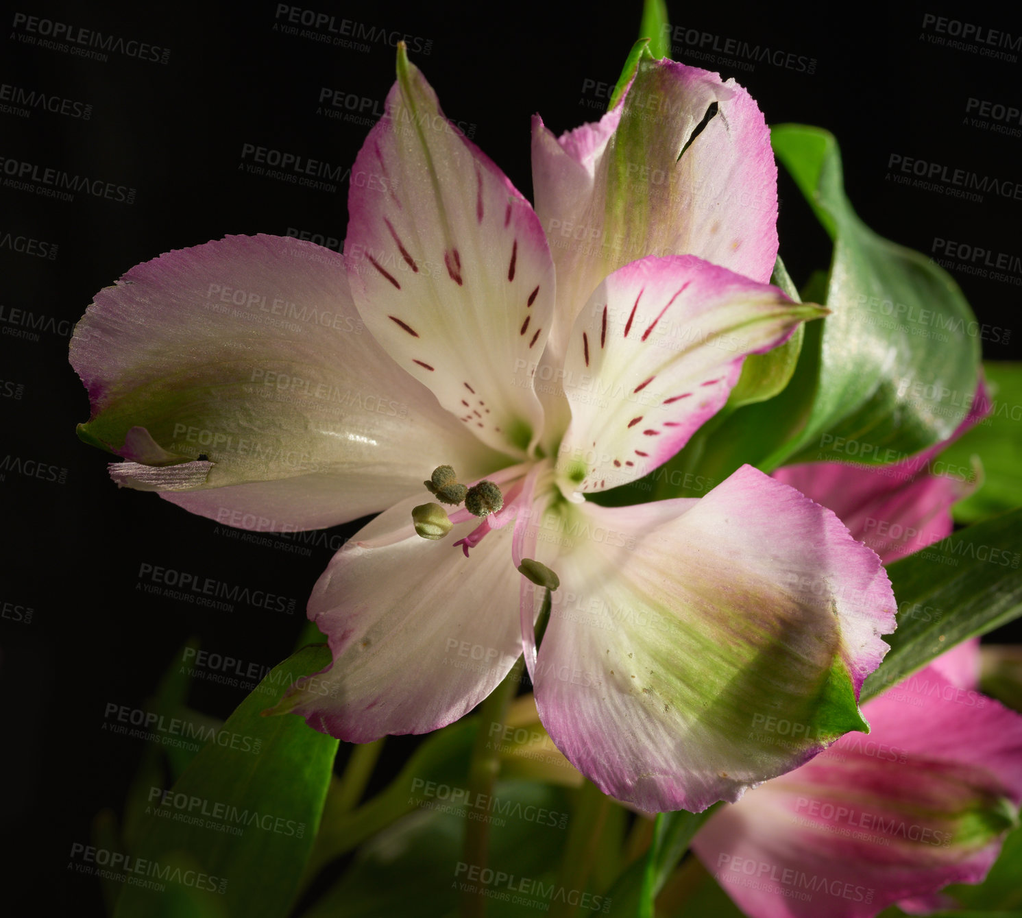 Buy stock photo Beautiful flower - dark background