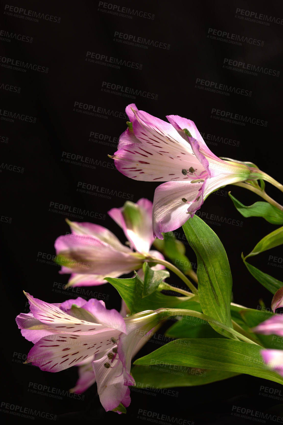 Buy stock photo Bouquet with different kind of flowers