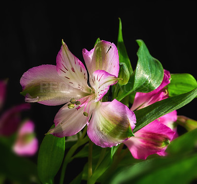 Buy stock photo Nature, spring and still life with flowers on black background for decoration, gardening or horticulture. Ecology, growth and wallpaper with lily growing in dark for conservation or sustainability