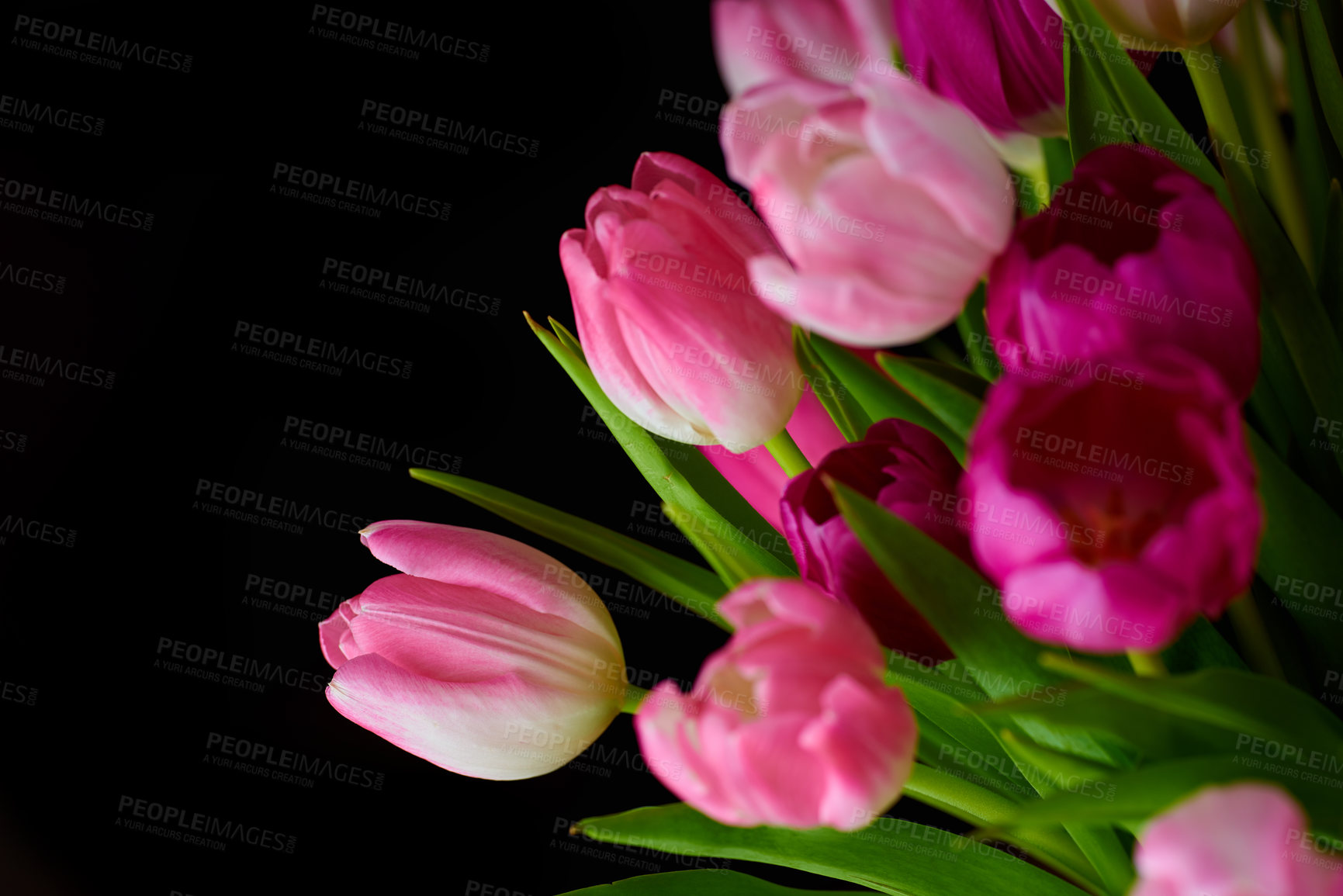 Buy stock photo Copyspace with a bunch of tulip flowers against a black background. Closeup of beautiful flowering plants with pink petals and green leaves blooming and blossoming. Bouquet to gift for valentines day
