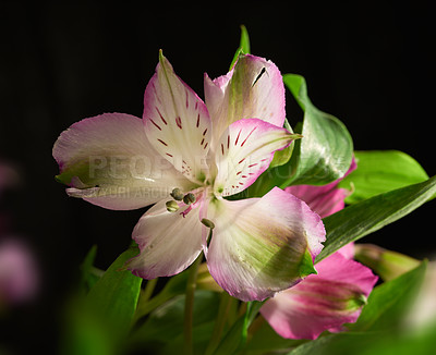 Buy stock photo Growth, spring and wallpaper with flowers on black background for decoration, gardening or horticulture. Ecology, nature and still life with lily growing in dark for conservation or sustainability