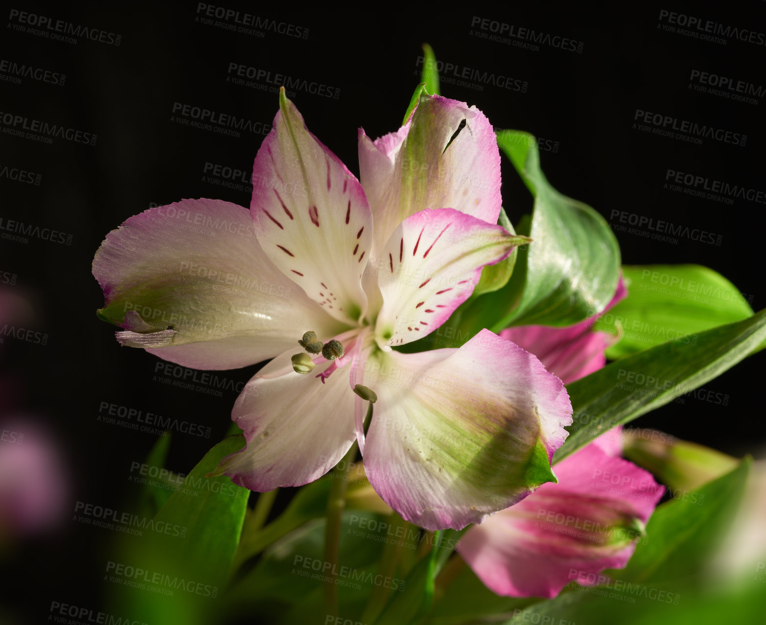 Buy stock photo Beautiful flower - dark background