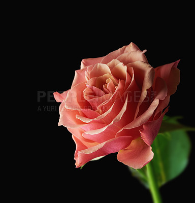 Buy stock photo A bouquet of red roses on against black background