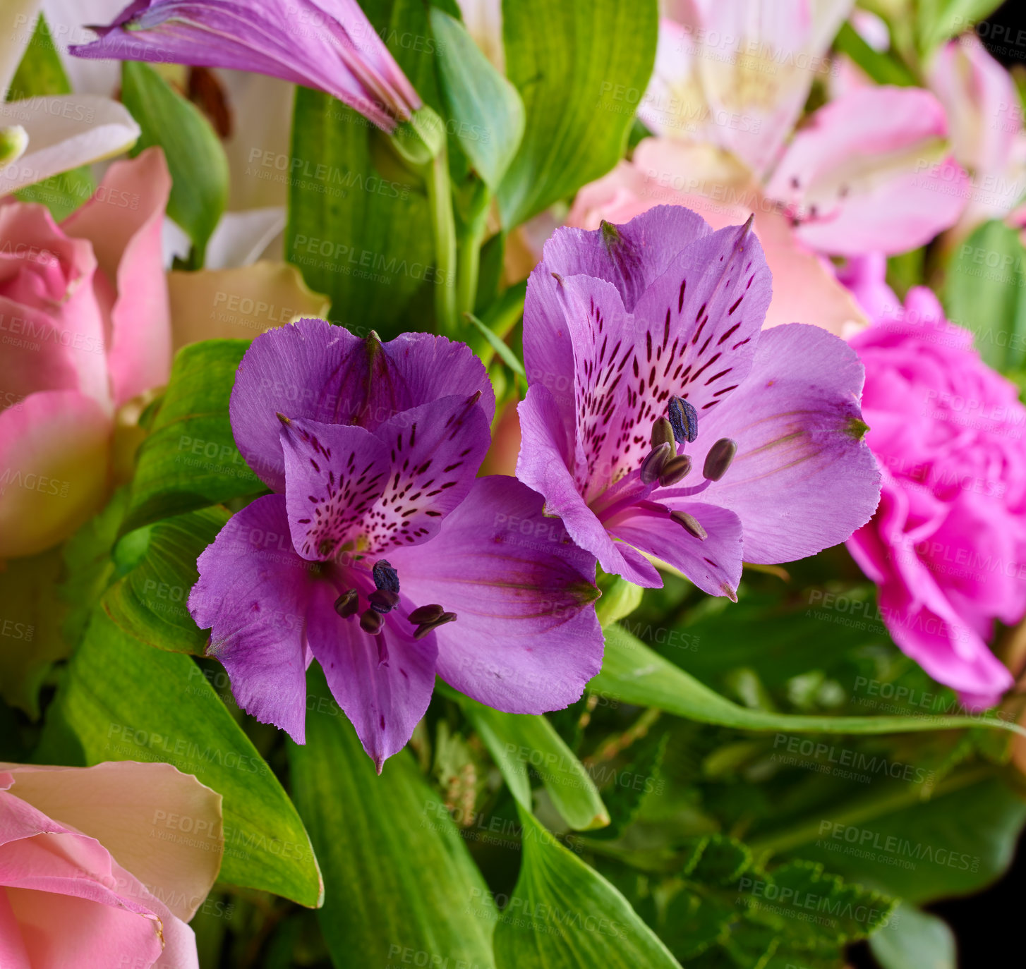 Buy stock photo A bouquet of appreciation