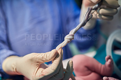 Buy stock photo Shot of an unrecognizable doctor holding a baby's umbilical chord in hospital
