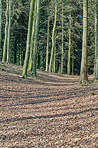 Forest and trees in very early spring - Denmark