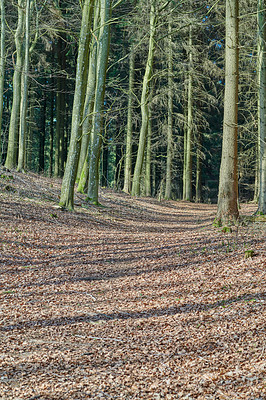 Buy stock photo A photo of forest beauty in early springtime