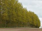 Forest and trees in very early spring - Denmark