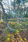 Forest and trees in very early spring - Denmark