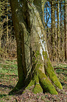 Forest and trees in very early spring - Denmark