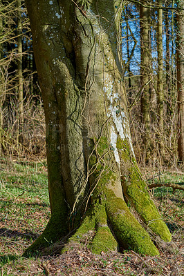 Buy stock photo A photo of forest beauty in early springtime