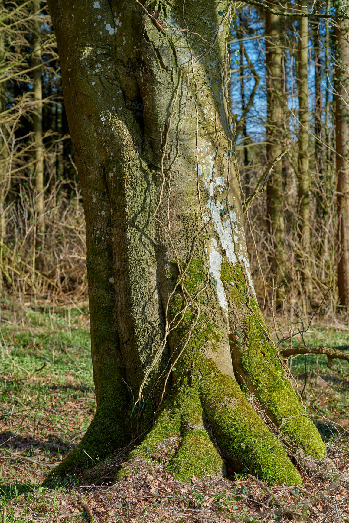 Buy stock photo A photo of forest beauty in early springtime