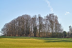 Forest and trees in very early spring - Denmark