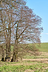 Forest and trees in very early spring - Denmark