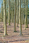 Forest and trees in very early spring - Denmark